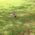 Perth Wild life